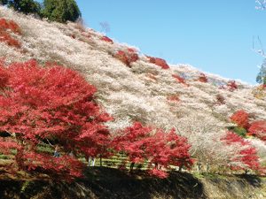 小原四季桜